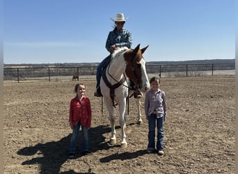 American Paint Horse, Gelding, 10 years, 15,2 hh, Tobiano-all-colors