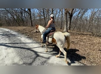 American Paint Horse, Gelding, 10 years, 15,2 hh, Tobiano-all-colors