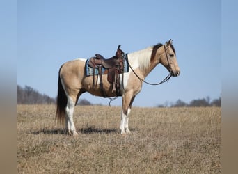 American Paint Horse, Gelding, 10 years, 15,3 hh, Buckskin