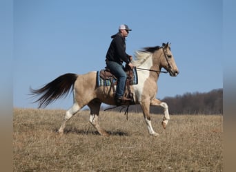 American Paint Horse, Gelding, 10 years, 15,3 hh, Buckskin