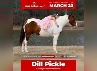 American Paint Horse Mix, Gelding, 10 years, 15,3 hh, Pinto