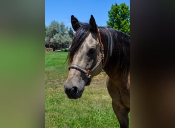 American Paint Horse, Gelding, 10 years, 16 hh, Buckskin