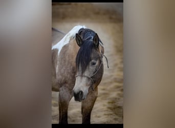 American Paint Horse, Gelding, 10 years, 16 hh, Buckskin