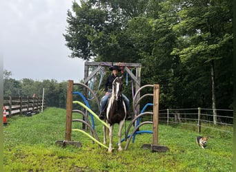 American Paint Horse, Gelding, 10 years, Pinto