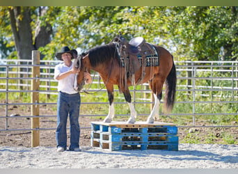 American Paint Horse, Gelding, 10 years, Tobiano-all-colors