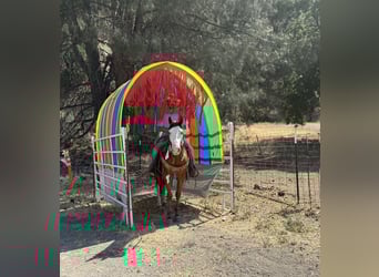 American Paint Horse, Gelding, 11 years, 14.2 hh, Overo-all-colors