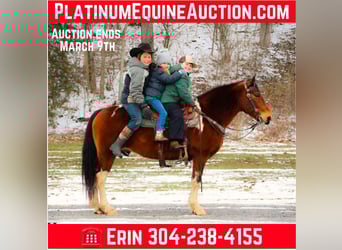 American Paint Horse, Gelding, 11 years, 14 hh, Bay