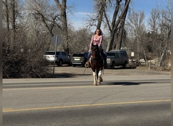 American Paint Horse, Gelding, 11 years, 14 hh, Tobiano-all-colors
