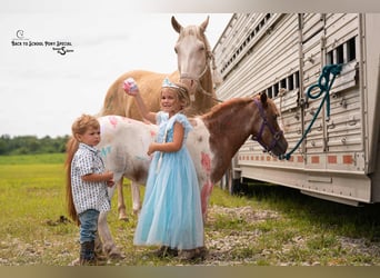 American Paint Horse, Gelding, 11 years, 14,1 hh, Pinto