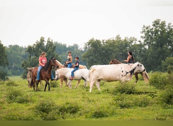 American Paint Horse, Gelding, 11 years, 14,1 hh, Pinto