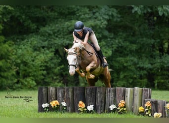 American Paint Horse, Gelding, 11 years, 14,1 hh, Pinto