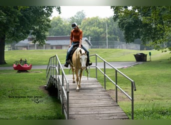 American Paint Horse, Gelding, 11 years, 14,1 hh, Pinto