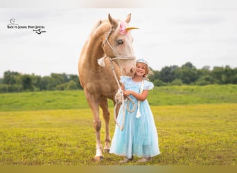 American Paint Horse, Gelding, 11 years, 14,1 hh, Pinto