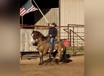 American Paint Horse, Gelding, 11 years, 14,2 hh