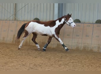 American Paint Horse, Gelding, 11 years, 15.1 hh, Pinto