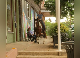 American Paint Horse, Gelding, 11 years, 15.1 hh, Tobiano-all-colors