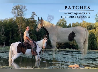 American Paint Horse, Gelding, 11 years, 15.1 hh, Tobiano-all-colors