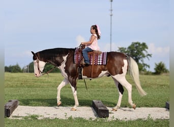 American Paint Horse, Gelding, 11 years, 15 hh, Overo-all-colors