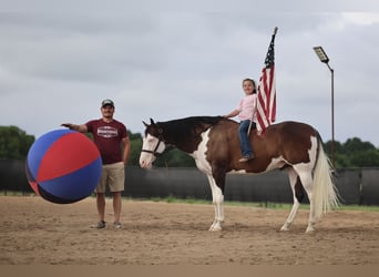 American Paint Horse, Gelding, 11 years, 15 hh, Overo-all-colors