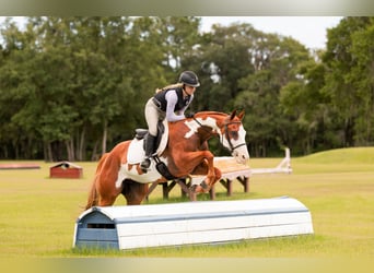 American Paint Horse, Gelding, 11 years, 15 hh, Pinto
