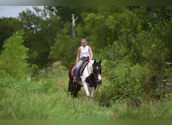 American Paint Horse, Gelding, 11 years, 15 hh, Pinto