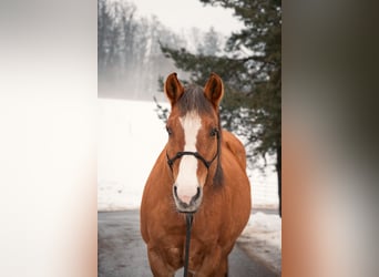 American Paint Horse, Gelding, 11 years, 15 hh, Red Dun
