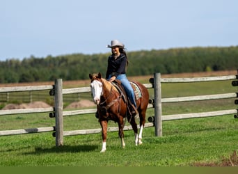 American Paint Horse, Gelding, 11 years, 15 hh, Sorrel