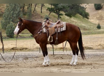 American Paint Horse, Gelding, 11 years, 15 hh, Tobiano-all-colors