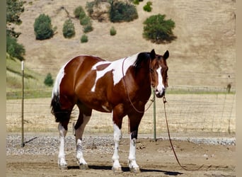 American Paint Horse, Gelding, 11 years, 15 hh, Tobiano-all-colors