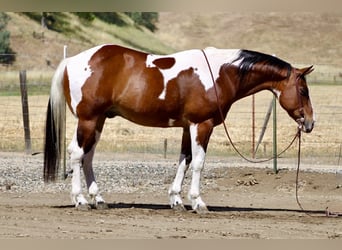 American Paint Horse, Gelding, 11 years, 15 hh, Tobiano-all-colors