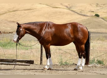 American Paint Horse, Gelding, 11 years, 15 hh, Tobiano-all-colors