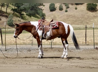 American Paint Horse, Gelding, 11 years, 15 hh, Tobiano-all-colors