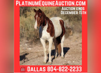 American Paint Horse, Gelding, 11 years, 15 hh, Tobiano-all-colors