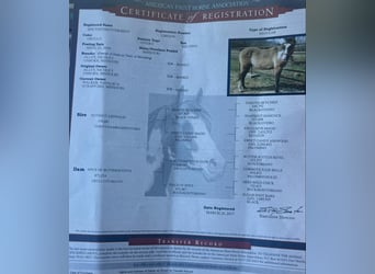 American Paint Horse, Gelding, 11 years, 15,1 hh, Grullo