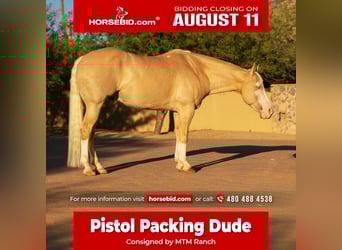 American Paint Horse, Gelding, 11 years, 15,1 hh, Palomino