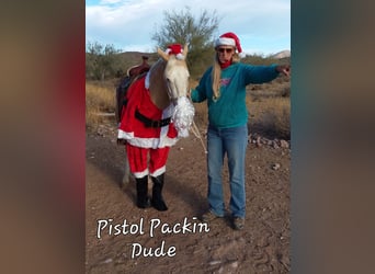 American Paint Horse, Gelding, 11 years, 15,1 hh, Palomino