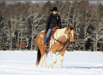 American Paint Horse, Gelding, 11 years, 15,1 hh, Pinto