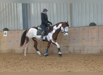 American Paint Horse, Gelding, 11 years, 15,1 hh, Pinto