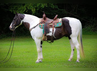 American Paint Horse, Gelding, 11 years, 15,2 hh, Tobiano-all-colors