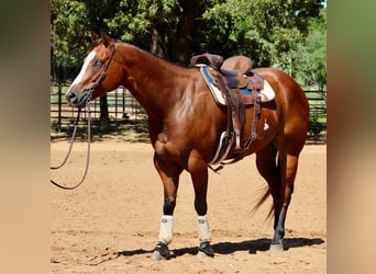 American Paint Horse, Gelding, 11 years, 16,2 hh, Bay