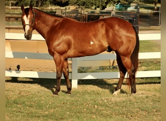 American Paint Horse, Gelding, 11 years, 16,2 hh, Bay