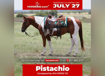 American Paint Horse, Gelding, 11 years, Pinto