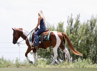 American Paint Horse, Gelding, 11 years, Pinto