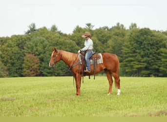 American Paint Horse, Gelding, 11 years, Sorrel