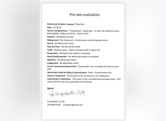 American Paint Horse, Gelding, 12 years, 15.1 hh, Palomino