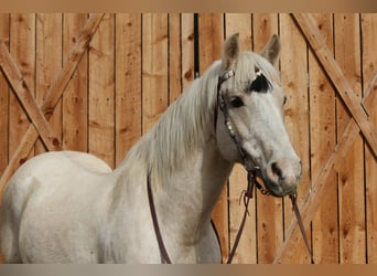 American Paint Horse, Gelding, 12 years, 15.1 hh, Palomino