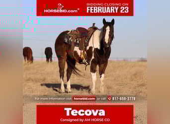 American Paint Horse, Gelding, 12 years, 15.1 hh, Pinto