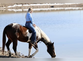 American Paint Horse, Gelding, 12 years, 15.1 hh, Pinto