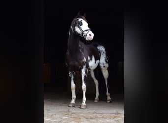American Paint Horse, Gelding, 12 years, 15 hh, Overo-all-colors