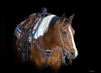 American Paint Horse, Gelding, 12 years, 15 hh, Pinto